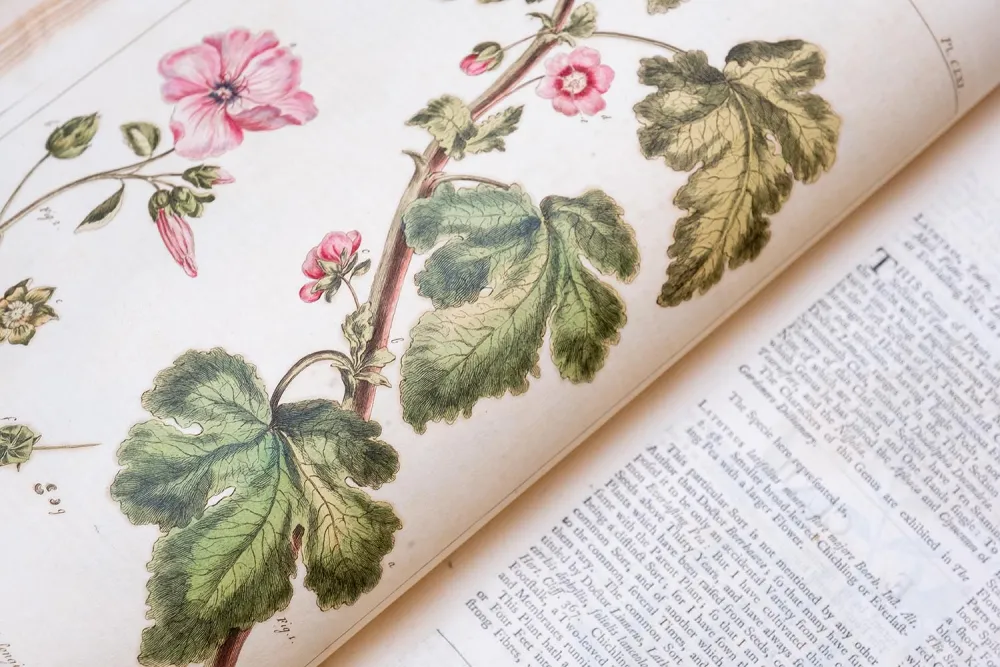 Detail of hand-colored illustration from "Figures of the Most Beautiful, Useful and Uncommon Plants" by Philip Miller