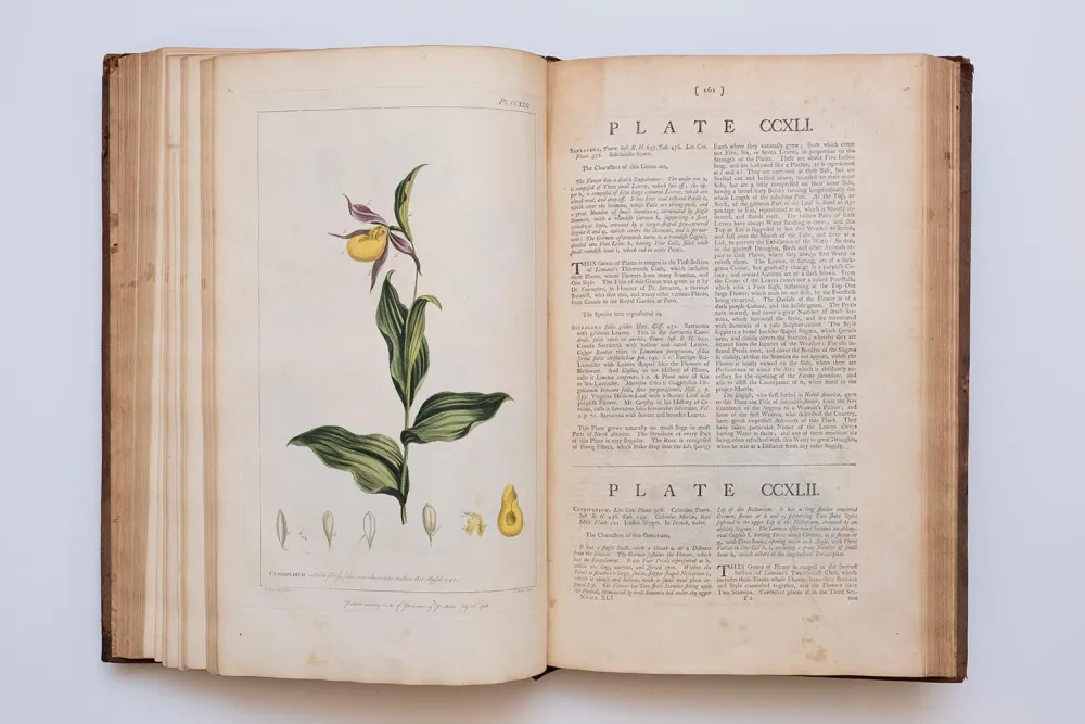 hand-colored illustration of sarracena from "Figures of the Most Beautiful, Useful and Uncommon Plants" by Philip Miller