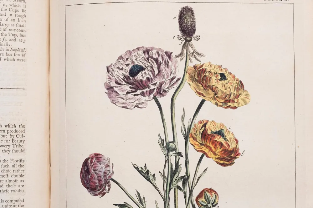 detail of hand-colored ranunculus from "Figures of the Most Beautiful, Useful and Uncommon Plants" by Philip Miller