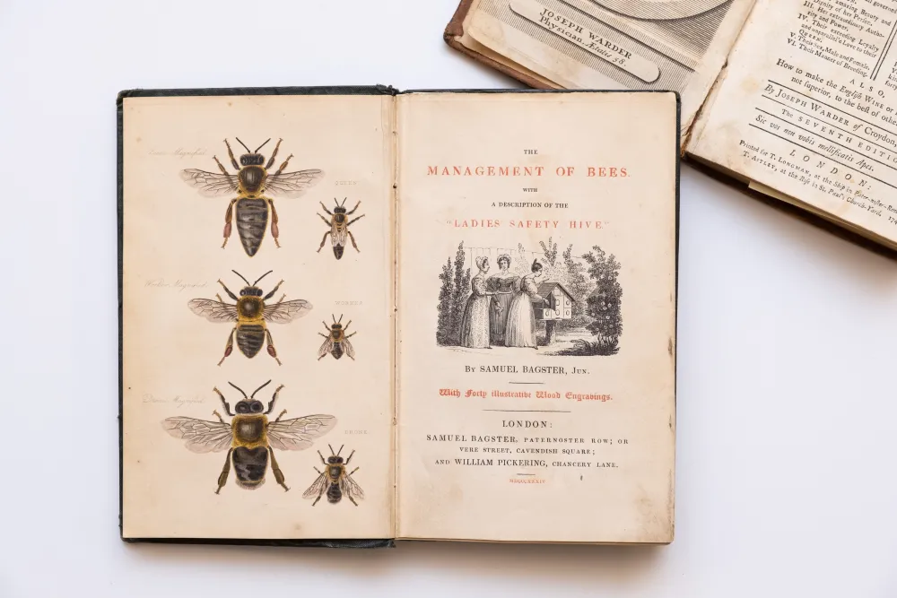 Bee illustrations from "The Management of Bees" by Samuel Bagster