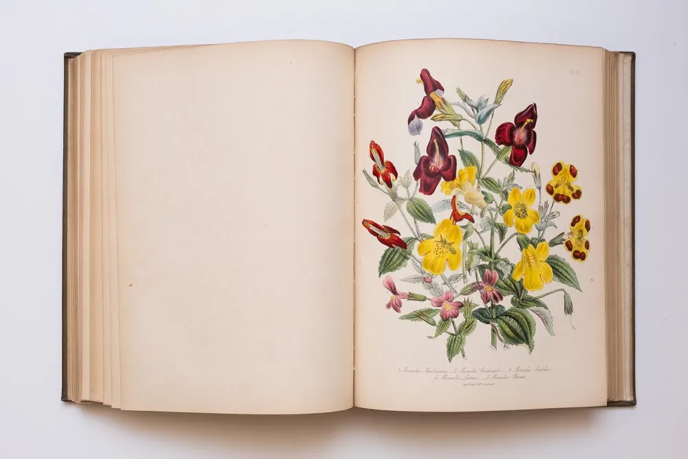 Colorful illustration from "The Ladies’ Flower-Garden of Ornamental Perennials" by Jane Loudon