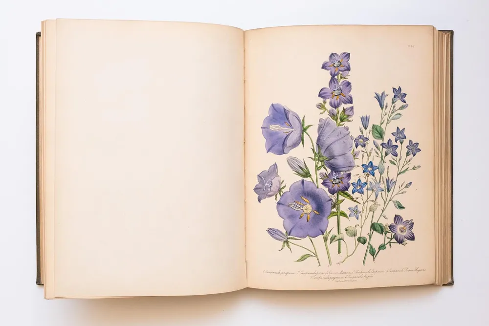 Colorful illustration from "The Ladies’ Flower-Garden of Ornamental Perennials" by Jane Loudon