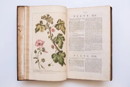hand-colored illustration of lavatera from "Figures of the Most Beautiful, Useful and Uncommon Plants" by Philip Miller