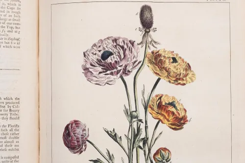 detail of hand-colored ranunculus from "Figures of the Most Beautiful, Useful and Uncommon Plants" by Philip Miller 