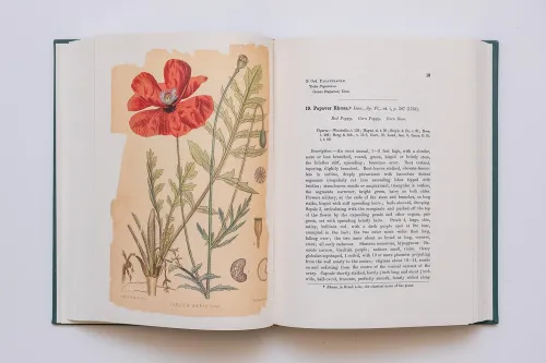 Detail of preservation copied illustration of poppy and text from "Medicinal Plants"