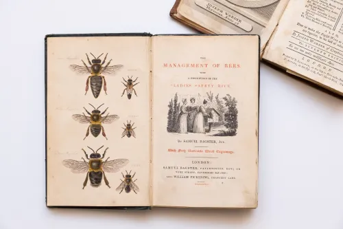 Bee illustrations from "The Management of Bees" by Samuel Bagster 