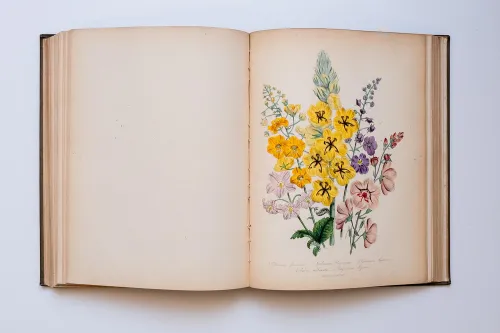 Colorful illustration from "The Ladies’ Flower-Garden of Ornamental Perennials" by Jane Loudon 