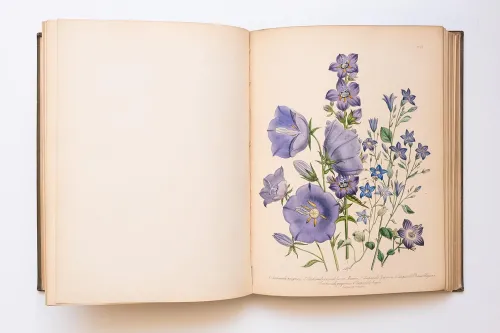 Colorful illustration from "The Ladies’ Flower-Garden of Ornamental Perennials" by Jane Loudon 