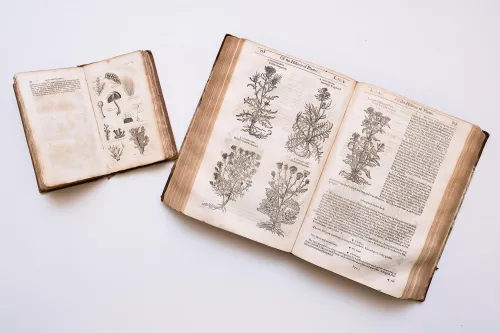 Black and white illustrations from "The Herball or Generall Historie of Plantes" by John Gerard.