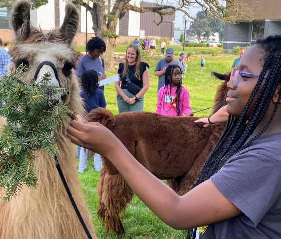 A girl feeds a llama at Summer Learning