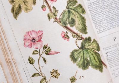 detail of hand-colored illustration from "Figures of the Most Beautiful, Useful and Uncommon Plants" by Philip Miller 