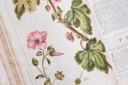 detail of hand-colored illustration from "Figures of the Most Beautiful, Useful and Uncommon Plants" by Philip Miller 