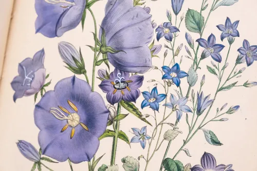 Detail of illustration from "The Ladies’ Flower-Garden of Ornamental Perennials" by Jane Loudon 