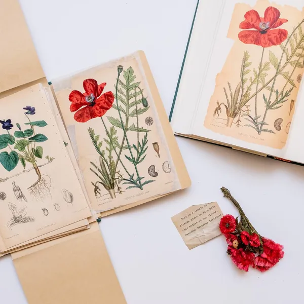 hand-colored plates of medicinal plants by botanist David Blair