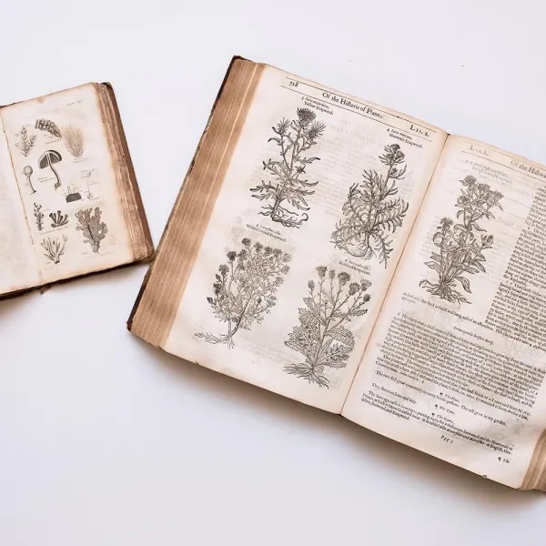 Black and white illustrations from "The Herball or Generall Historie of Plantes" by John Gerard.